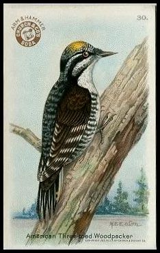 30 Three-toed Woodpecker